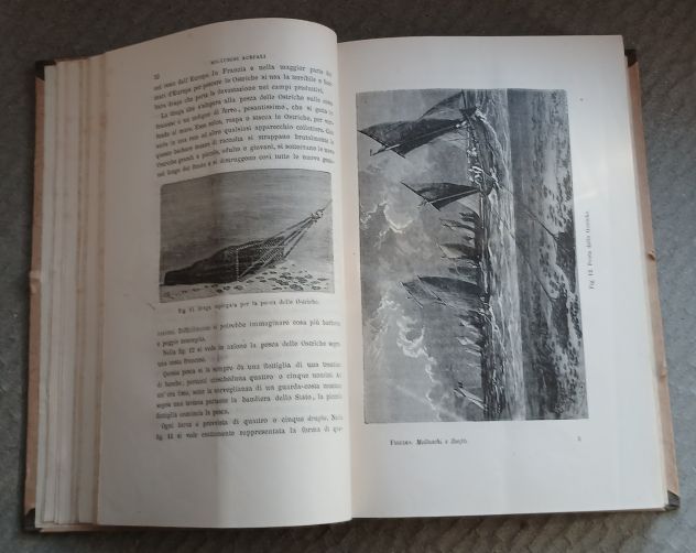 Molluschi e Zoofiti" di Luigi Figuier, Ed. F.lli Treves 1882. - Foto 6