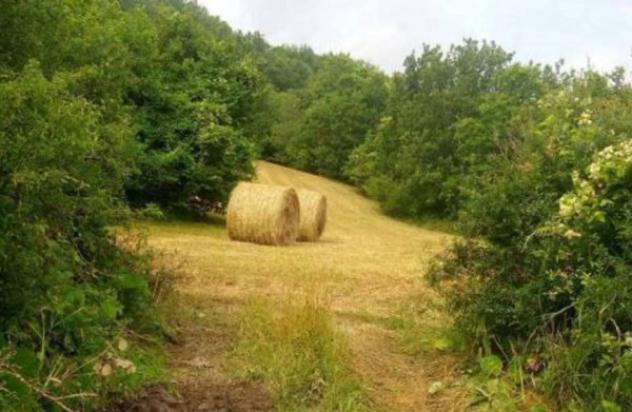 Immobile in asta di 37000 m² in vendita a Ferriere - Foto 4