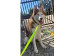 BALTO 5 ANNI HUSKY PURO CESSIONE DI PROPRIETA’
