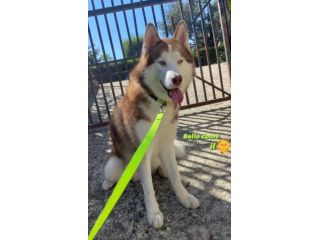 BALTO 5 ANNI HUSKY PURO CESSIONE DI PROPRIETA’