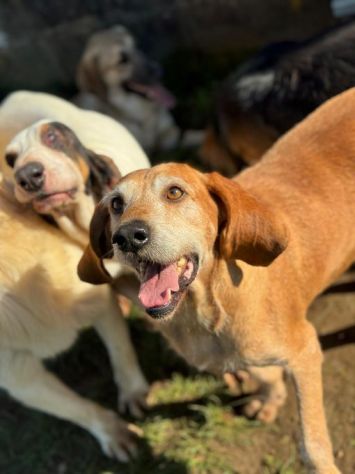 PLUTO simpatico segugio di coccole. CANE IN ADOZIONE tg media - Foto 4