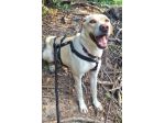 Lily 2 anni mix labrador