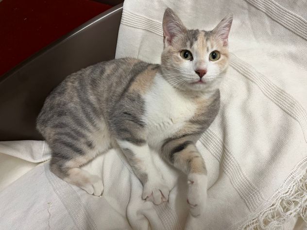 BONNIE, 6 mesi, dolce come il miele - Foto 6