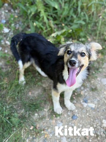 3 cuccioli di TAGLIA PICCOLA incredibilmente dolci! - Foto 6