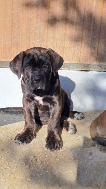 Cane Corso cucciola - Foto 3