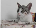 STELLINA, dolce micia 'FELV+' ma asintomatica