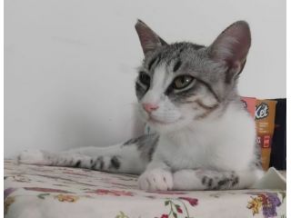 STELLINA, dolce micia 'FELV+' ma asintomatica