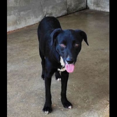 RAOUL TENERO CAGNOLINO IN ADOZIONE - Foto 7