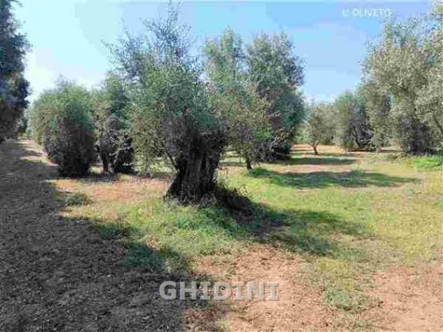 RUSTICO di 6 vani e di 146 mq (CASTIGLIONE DELLA PESCAIA - MACCHIASCANDONA) rif. 2389.3M - Foto 13