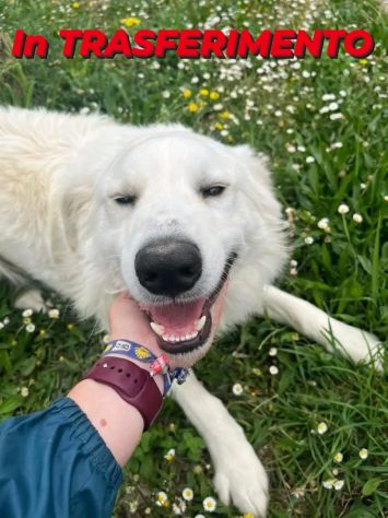 GERICO UNA MERAVIGLIA IN GABBIA, CANE IN ADOZIONE - Foto 7