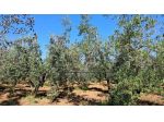 Terreno agricolo in vendita a Cecina 57000 mq  Rif: 1407752