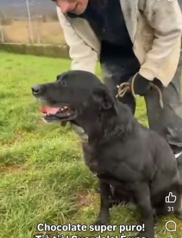 NEGRITA DOLCISSIMA SIMIL LABRADOR CANE IN ADOZIONE - Foto 2