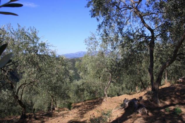 Terreno uliveto Roglio - Foto 4