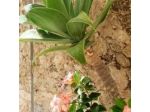 Arenaria - Room & Breakfast