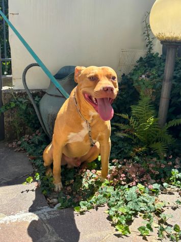 Cuccioli di pitbull ukc con pedigree - Foto 2