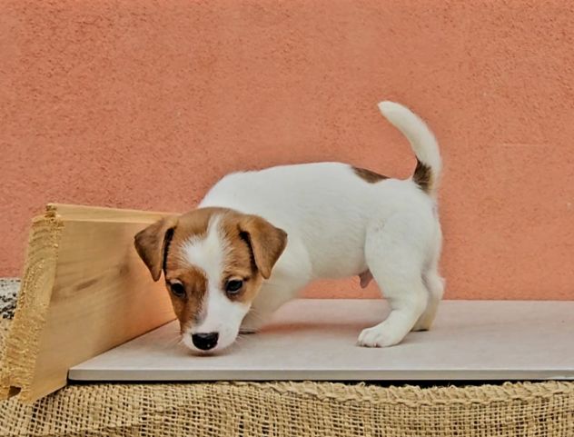 Cuccioli di Jack Russell - Foto 4