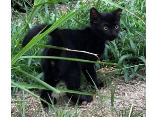 Puma gattino