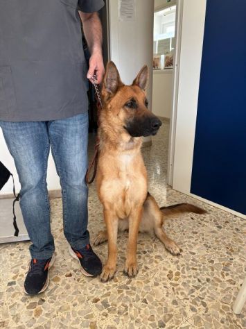 LUNA splendida PT, cane in adozione - Foto 4