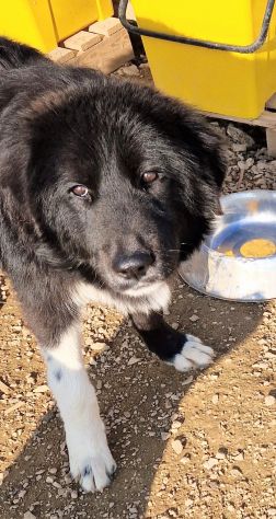 CHIAMA PER QUEGLI OCCHIONI TRISTI!MAX,IN CANILE! - Foto 4