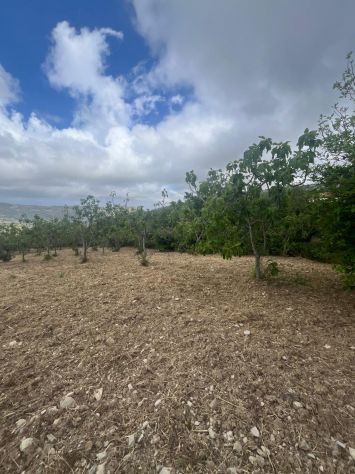 Vatolla- Perdifumo-terreno con piante di fichi e accesso su strada comunale - Foto 7