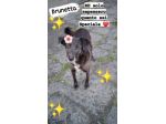 Cagnolina cerca famiglia Brunetta