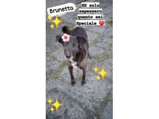 Cagnolina cerca famiglia Brunetta