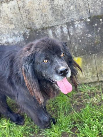 NADAL, SIMIL TERRANOVA adorabile tenerone, cane in adozione - Foto 3