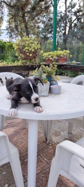 Allevamento Amstaff in Puglia. Cuccioli con pedigree