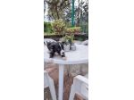 Allevamento Amstaff in Puglia. Cuccioli con pedigree
