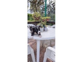 Allevamento Amstaff in Puglia. Cuccioli con pedigree