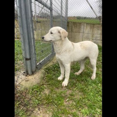 GIGIA E GIORGIA DOLCI E AFFETTUOSE CAGNOLINE IN ADOZIONE - Foto 5