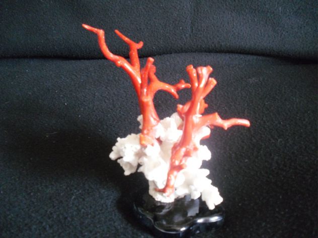 corallo rosso - Foto 9