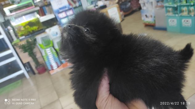 Pomerania - Foto 2