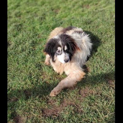 PEGGY CAGNOLINA IN ADOZIONE - Foto 6