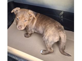 CUCCIOLA PITBULL MOKA 2 MESI IN CANILE