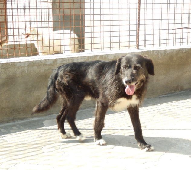 PIPPO, dolcissimo cagnolone ben socializzato - Foto 4
