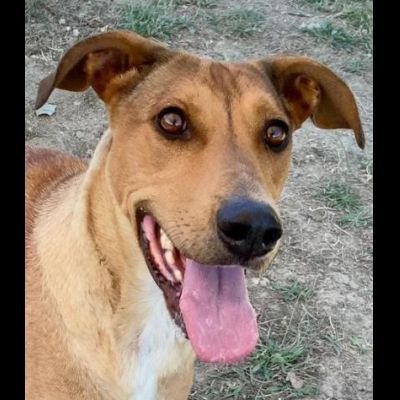DOROTY gentile ed allegra cagnolina in adozione - Foto 2