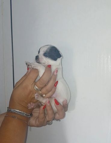 Cuccioli chihuahua - Foto 6