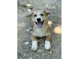 VITO, tenerissimo cucciolo TG MEDIO PICCOLA!