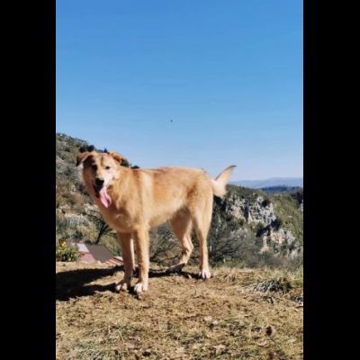 EMERSON DIMENTICATO TRA GLI INVISIBILI CANE IN ADOZIONE TG MEDIA SOCIEVOLE