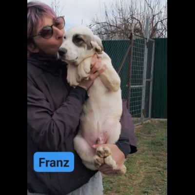 CUCCIOLI IN ADOZIONE - Foto 5