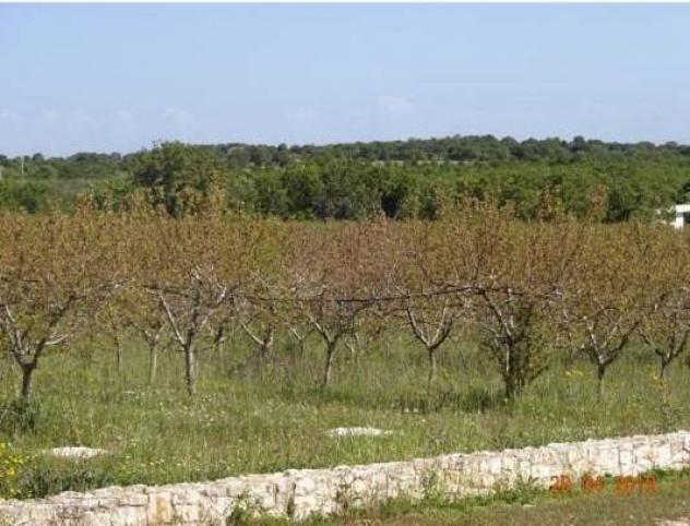Agriturismo in vendita a Castellana Grotte - Foto 7