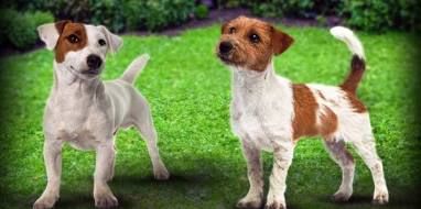Cerco cucciolo di Jack Russell Terrier