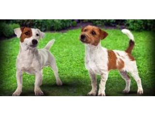 Cerco cucciolo di Jack Russell Terrier