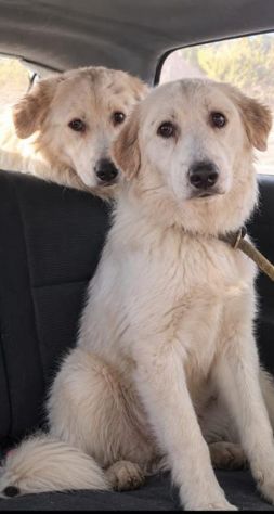 CUCCIOLI MAREMMANO 18 MESI