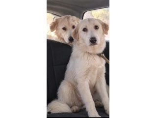 CUCCIOLI MAREMMANO 18 MESI