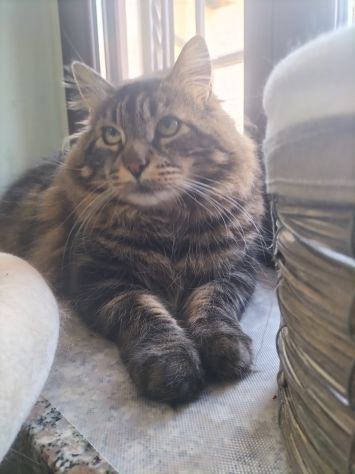 Sparty super gattone in regalo - Foto 6