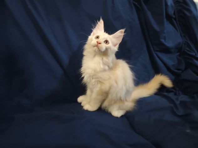 Gatti razza Maine Coon - Foto 3