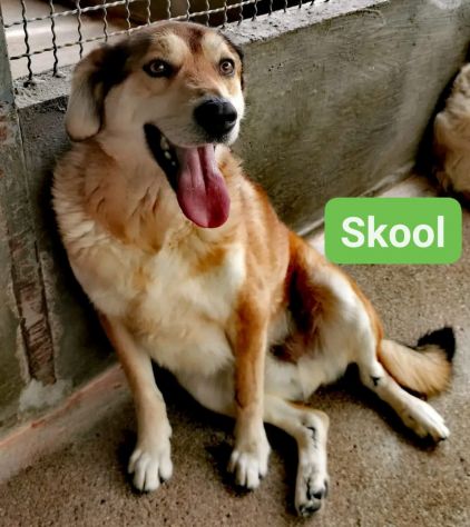 SKOOL SOCIEVOLE E TENERO CAGNOLINO IN ADOZIONE MERITA UNA VITA - Foto 4