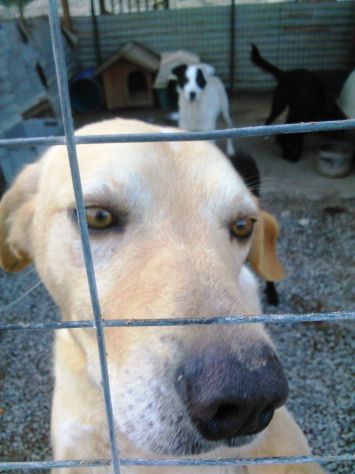 ADAMO, splendido mix labrador - Foto 7